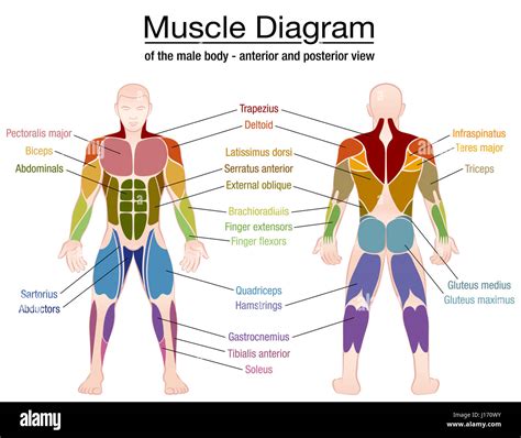 muscles in human body.